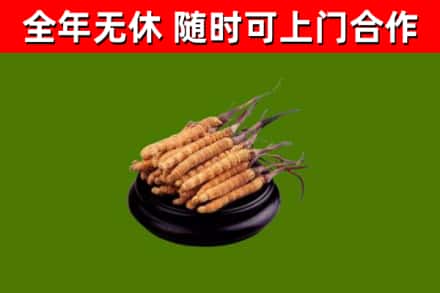 阿拉善烟酒回收冬虫夏草.jpg