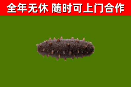阿拉善烟酒回收干海参.jpg